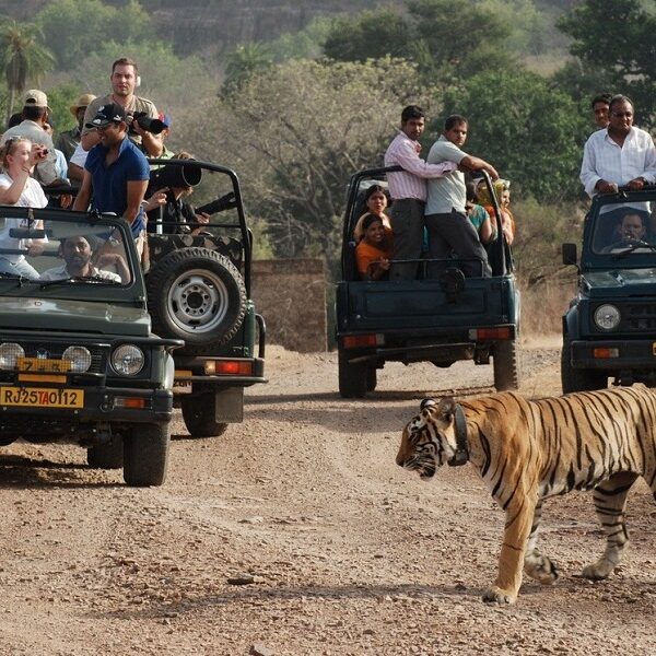 Wildlife-Safari