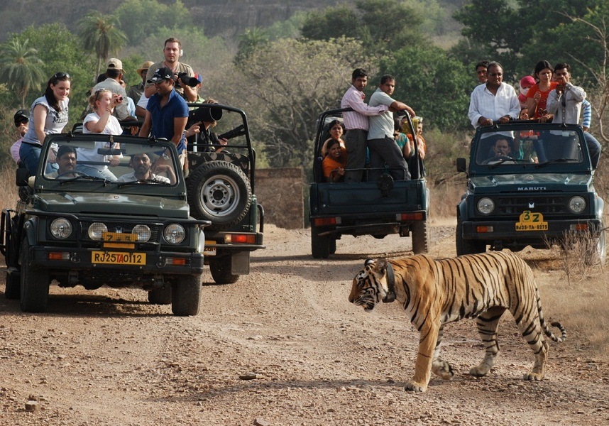 Wildlife-Safari